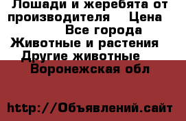 Лошади и жеребята от производителя. › Цена ­ 120 - Все города Животные и растения » Другие животные   . Воронежская обл.